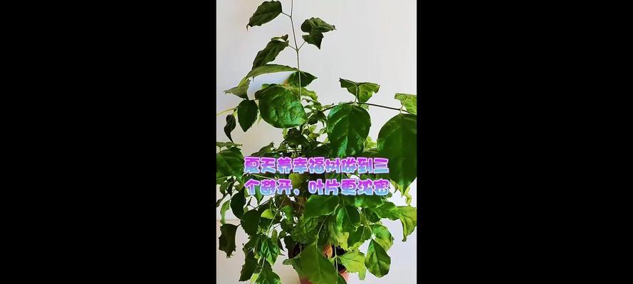 以幸福树向上卷叶子（唤醒内心的力量，寻找幸福的根源）-第1张图片-绿意生活