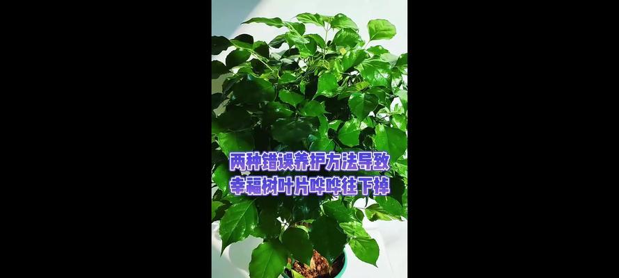 以幸福树向上卷叶子（唤醒内心的力量，寻找幸福的根源）-第3张图片-绿意生活