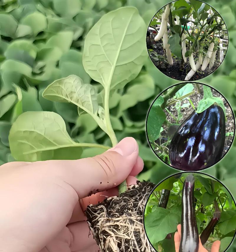 茄子的产地分布及特点（探寻茄子的家园，品味不同产地的独特之处）-第2张图片-绿意生活