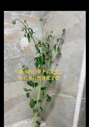 萝卜开花的花期及特点（了解萝卜的生长周期与花期，为你的种植计划提供参考）-第2张图片-绿意生活
