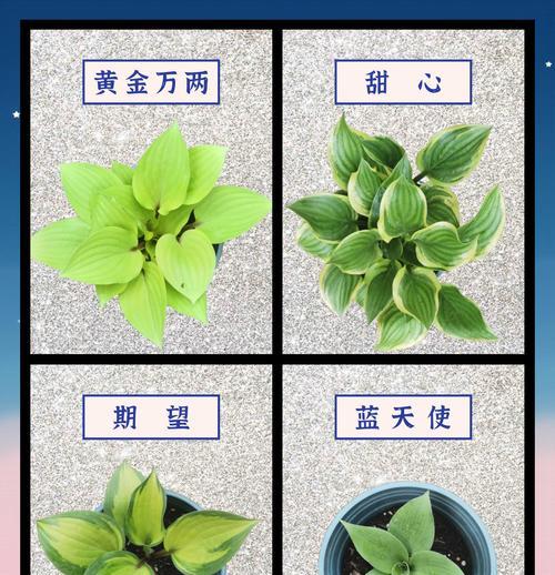 玉簪花叶子软了的原因及处理方法（揭秘玉簪花叶子变软的背后原因，以及如何有效解决）-第1张图片-绿意生活