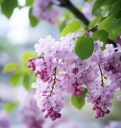 丁香不开花的原因及解决方法（探究丁香不开花的可能因素以及克服之道）-第1张图片-绿意生活