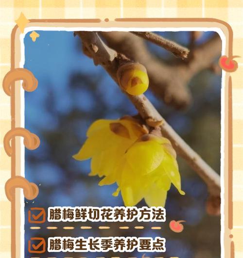 以腊梅怎么压条-技巧与方法（轻松掌握腊梅压条的关键步骤）-第3张图片-绿意生活