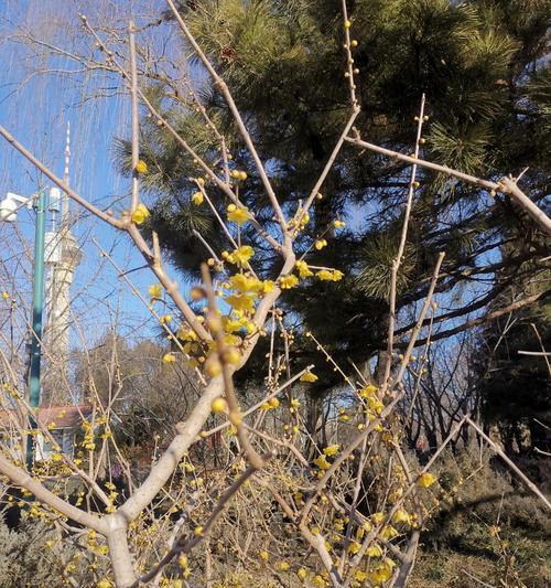 以腊梅怎么压条-技巧与方法（轻松掌握腊梅压条的关键步骤）-第1张图片-绿意生活