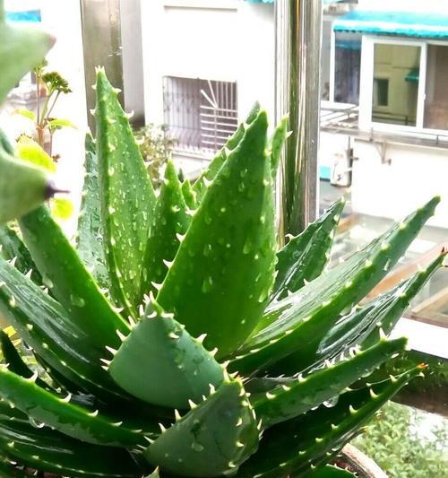如何种植不夜城芦荟的叶子（了解种植不夜城芦荟的叶子，享受健康益处）-第2张图片-绿意生活