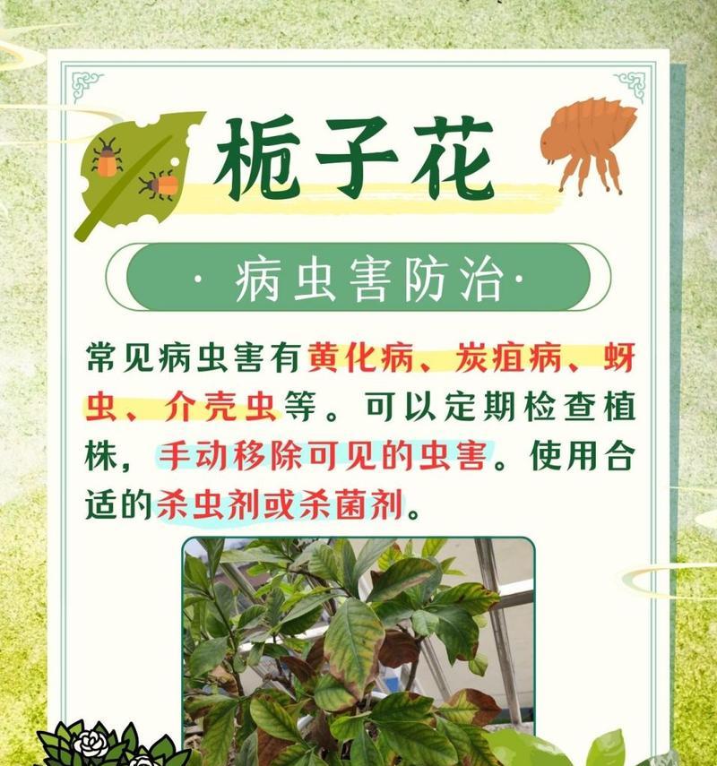 除虫守护花园，以枝枝花里的虫子怎么除？（保护花园生态平衡，有效去除害虫）-第1张图片-绿意生活