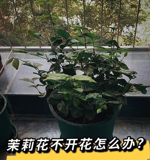 解决石榴花不开花的问题（掌握关键技巧，提高石榴花开花率）-第2张图片-绿意生活