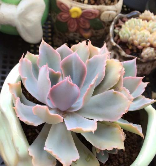 如何应对以星美人发黄的问题（应对以星美人发黄，关键在于坚持清洁护理）-第2张图片-绿意生活