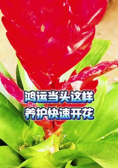 如何正确浇水以鸿运当头的花（科学浇水，让花开得更加灿烂）-第3张图片-绿意生活