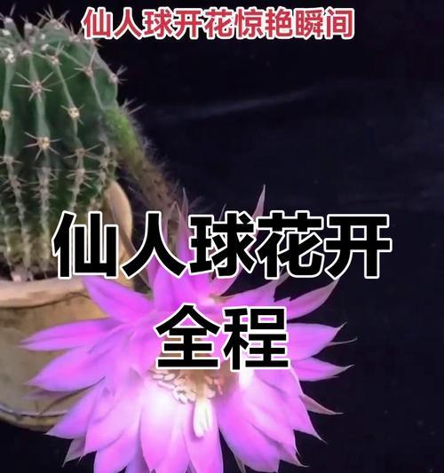开花仙人球繁殖的方法与技巧（掌握关键步骤，轻松繁衍开花仙人球）-第3张图片-绿意生活