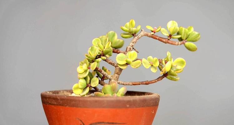 植物剪枝的技巧与要点（培养健康植物的必备知识）-第1张图片-绿意生活