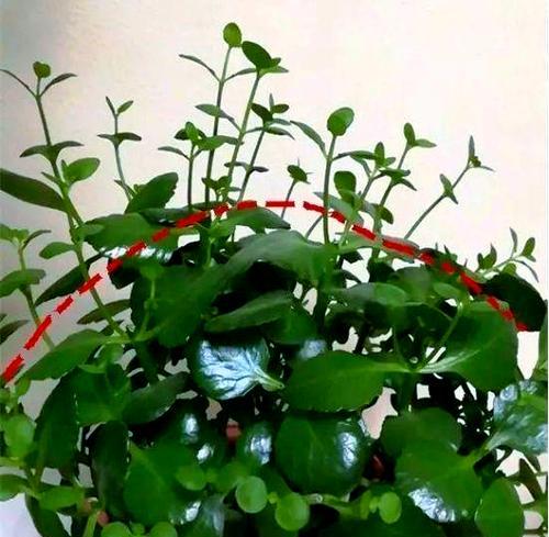 植物剪枝的技巧与要点（培养健康植物的必备知识）-第3张图片-绿意生活