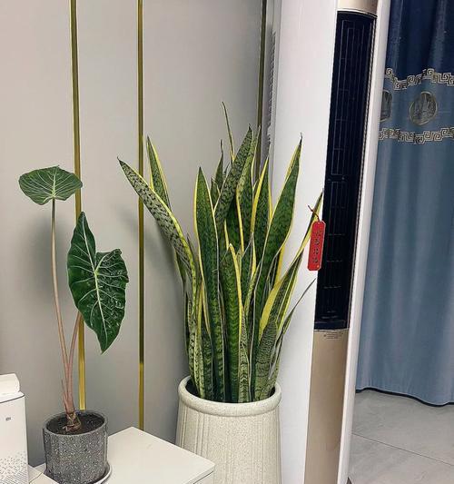 植物剪枝的技巧与要点（培养健康植物的必备知识）-第2张图片-绿意生活