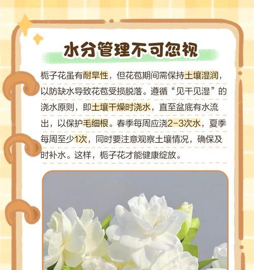 栀子花为何冬天不长花苞（揭开栀子花冬天不开花的原因及解决办法）-第1张图片-绿意生活