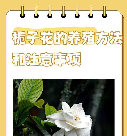 栀子花为何冬天不长花苞（揭开栀子花冬天不开花的原因及解决办法）-第3张图片-绿意生活