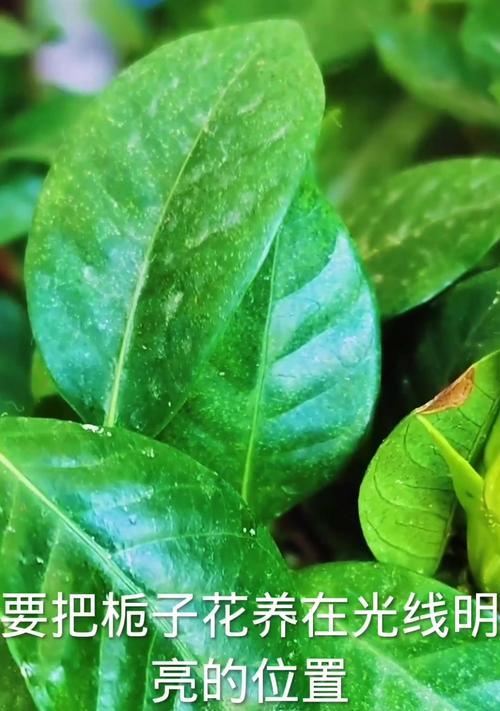 栀子花为何冬天不长花苞（揭开栀子花冬天不开花的原因及解决办法）-第2张图片-绿意生活