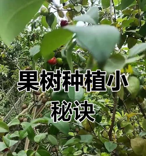 家里种苹果树的好处（小小果树，大大收获。）-第1张图片-绿意生活