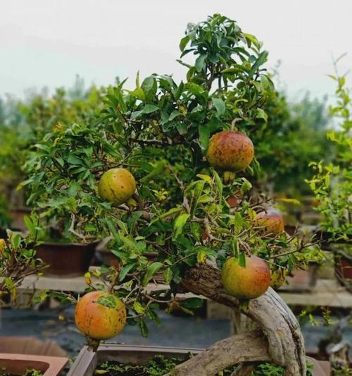 红玉兰的寓意与象征风水（传承历史文化的植物）-第3张图片-绿意生活