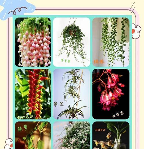 如何配制吊兰的土以促进健康生长（掌握正确的土配比，打造适合吊兰生长的土壤）-第2张图片-绿意生活