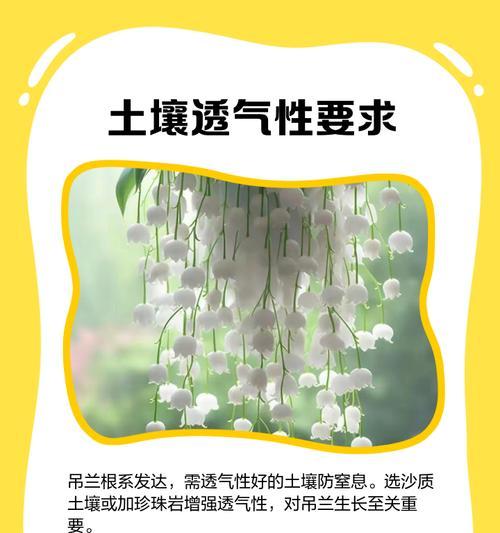 如何配制吊兰的土以促进健康生长（掌握正确的土配比，打造适合吊兰生长的土壤）-第1张图片-绿意生活