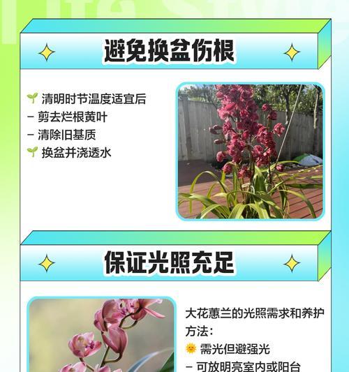 大花蕙兰养护指南（打造健康美丽的大花蕙兰，）-第1张图片-绿意生活