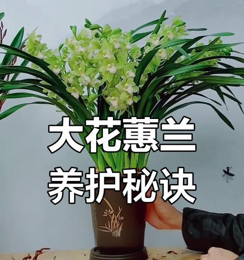大花蕙兰养护指南（打造健康美丽的大花蕙兰，）-第2张图片-绿意生活