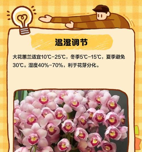 大花蕙兰养护指南（打造健康美丽的大花蕙兰，）-第3张图片-绿意生活