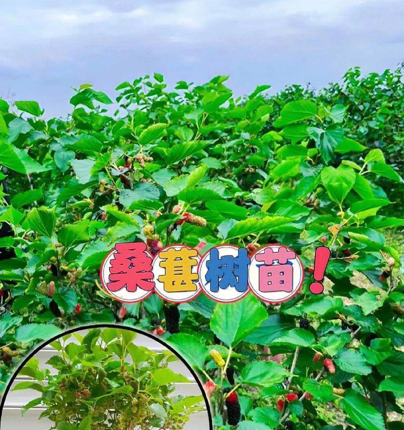 家庭园艺（在家里也能种植桑树，享受桑蚕丝的甜美收获）-第1张图片-绿意生活