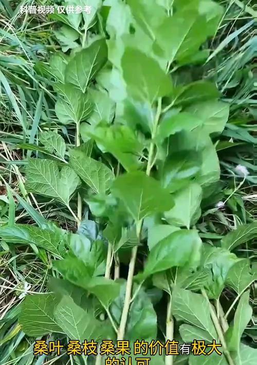 家庭园艺（在家里也能种植桑树，享受桑蚕丝的甜美收获）-第3张图片-绿意生活