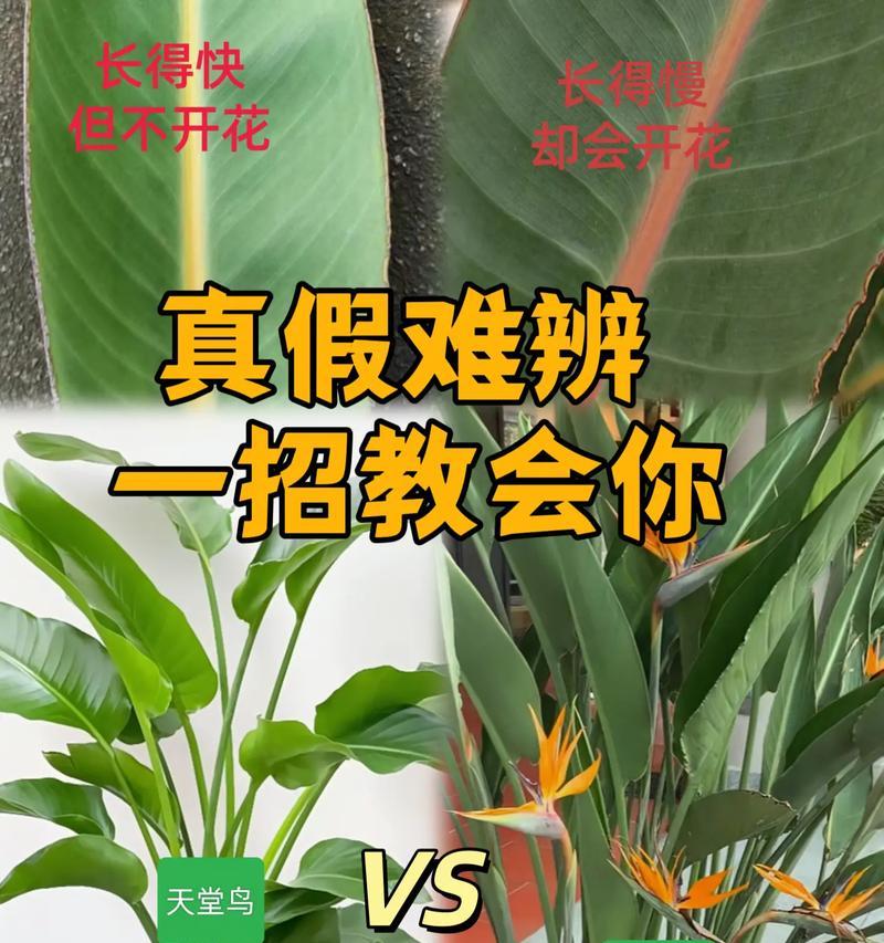 花卉养护期（掌握关键养护期，让花卉绽放更美的风采）-第1张图片-绿意生活