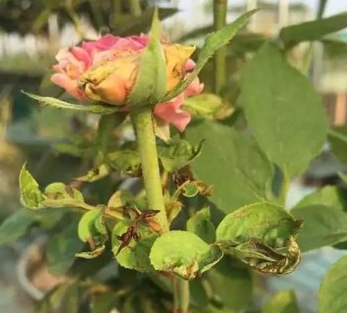 月季花叶虫的防治方法（有效控制月季花叶虫，让您的花园焕发生机）-第1张图片-绿意生活
