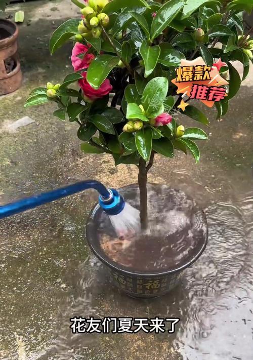 花卉晚上浇水是否有利？（科学解析花卉晚上浇水的影响与注意事项）-第1张图片-绿意生活