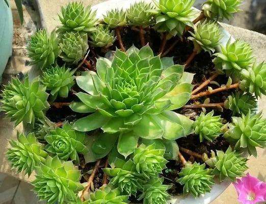 以多肉观音莲如何科学浇水（养护多肉观音莲的浇水技巧和注意事项）-第3张图片-绿意生活