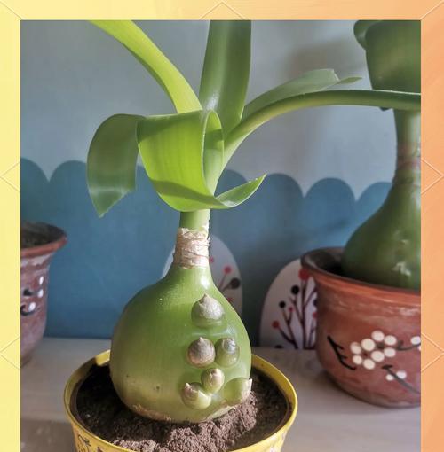 金虎眼的养护指南（关爱您的金虎眼，让其焕发璀璨光芒）-第1张图片-绿意生活