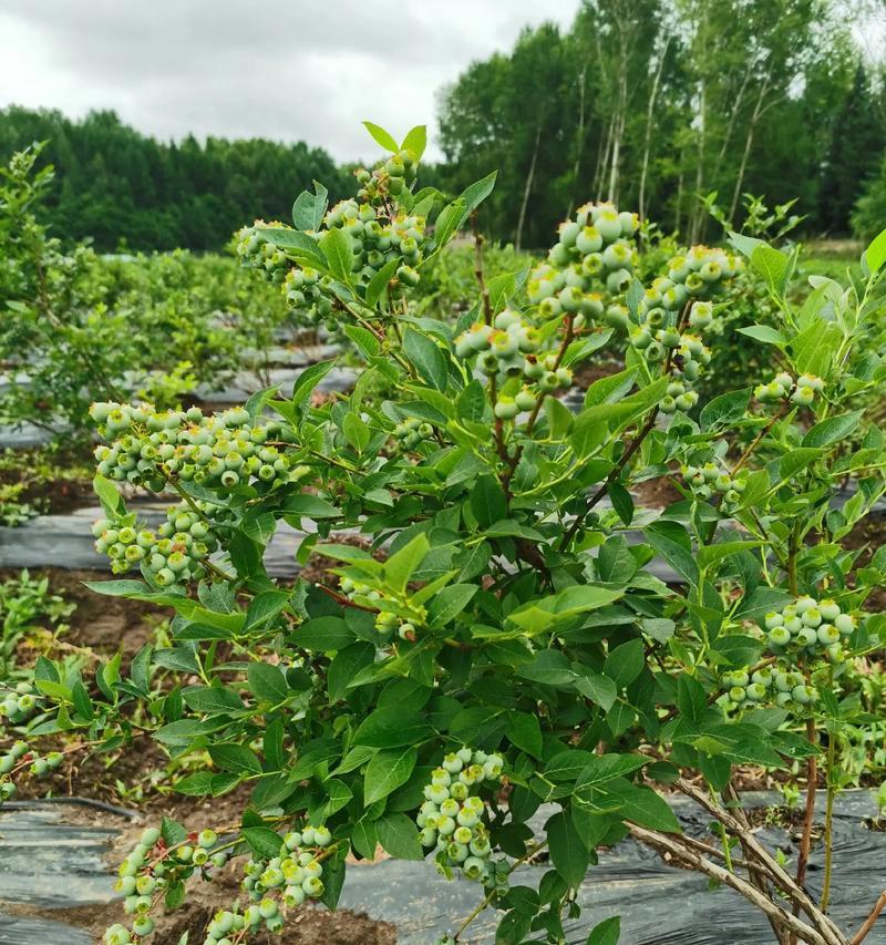 蓝莓采摘时间和收获季节（了解蓝莓的采摘和收获时间，享受美味和健康）-第2张图片-绿意生活