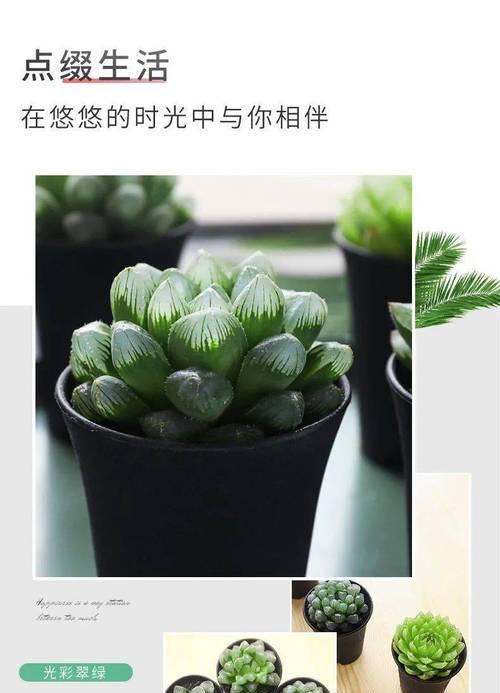属狗人必备旺财植物大全（15种适合属狗人养的旺财植物，让你财运亨通）-第3张图片-绿意生活