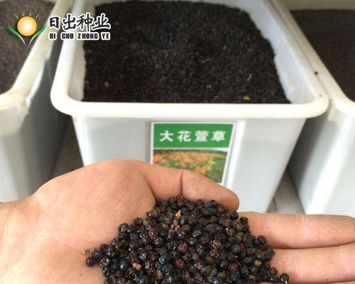金娃娃萱草种子播种方法（全面详解种子播种过程及注意事项）-第3张图片-绿意生活