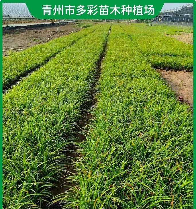 金娃娃萱草种子播种方法（全面详解种子播种过程及注意事项）-第2张图片-绿意生活