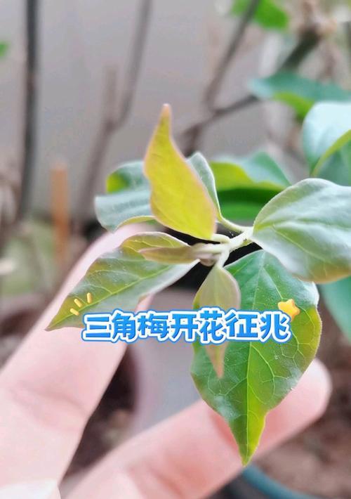 如何处理三角梅刺上开花问题（解决三角梅刺上开花的方法和技巧）-第1张图片-绿意生活