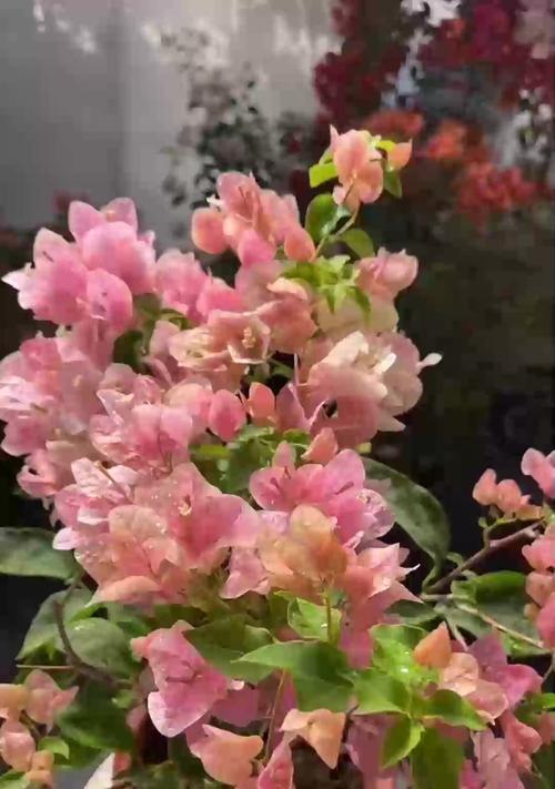 如何处理三角梅刺上开花问题（解决三角梅刺上开花的方法和技巧）-第2张图片-绿意生活