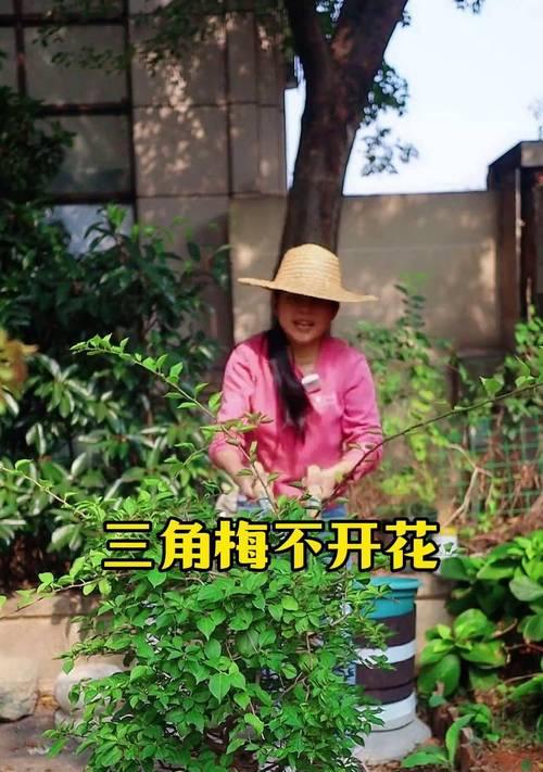 如何处理三角梅刺上开花问题（解决三角梅刺上开花的方法和技巧）-第3张图片-绿意生活