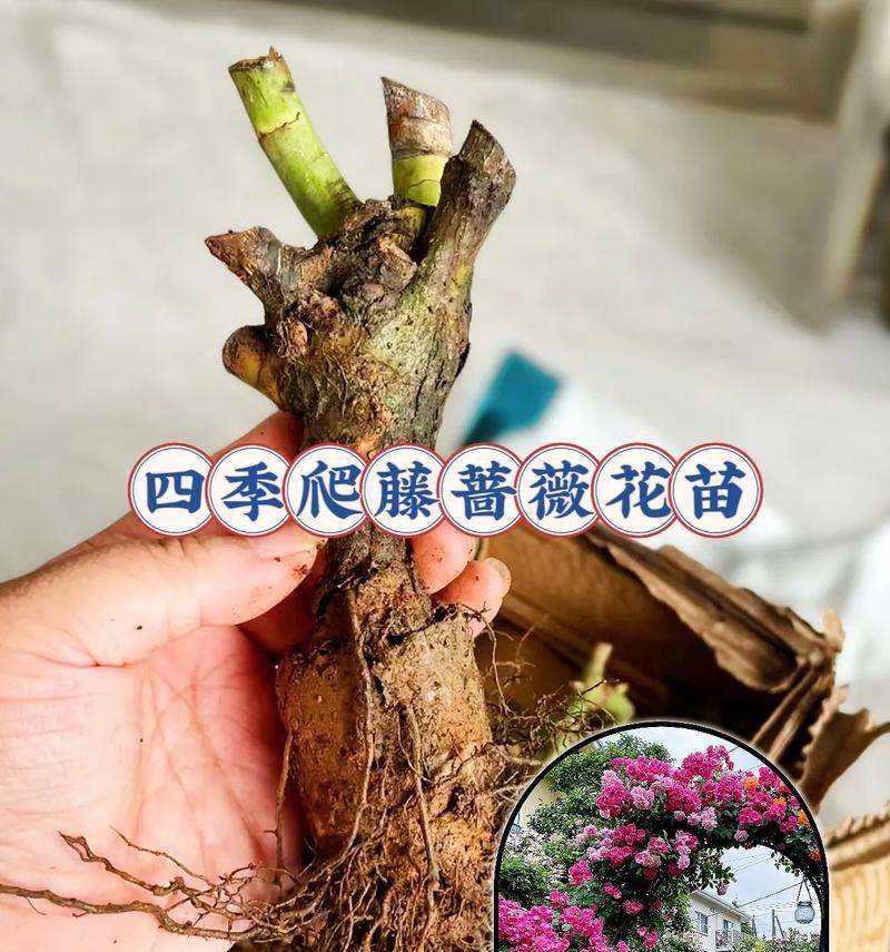 探究花苗的种植过程（从种子到花苗，一步步触摸花的生命奇迹）-第2张图片-绿意生活