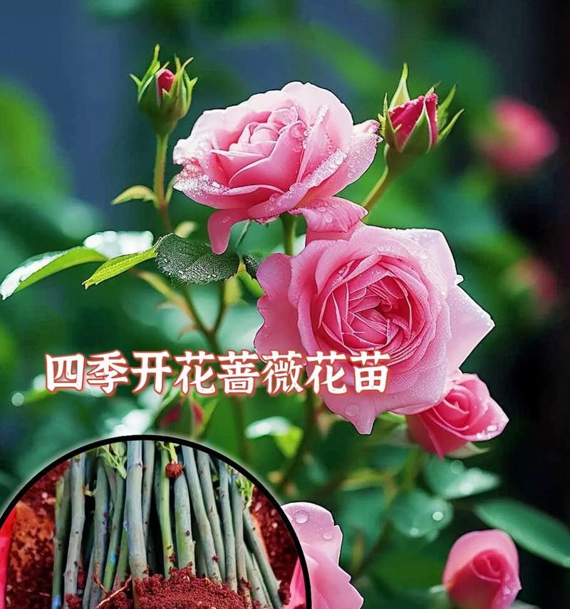 探究花苗的种植过程（从种子到花苗，一步步触摸花的生命奇迹）-第1张图片-绿意生活