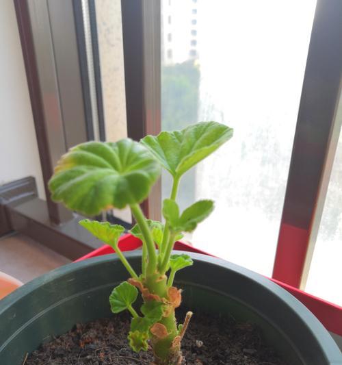 探究花苗的种植过程（从种子到花苗，一步步触摸花的生命奇迹）-第3张图片-绿意生活