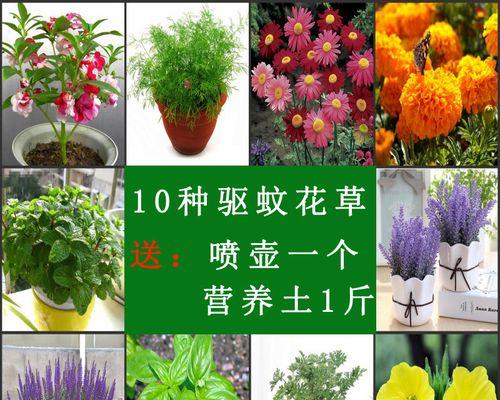 驱蚊草的养殖方法及技巧（打造室内驱蚊利器，让蚊虫远离你的家）-第1张图片-绿意生活