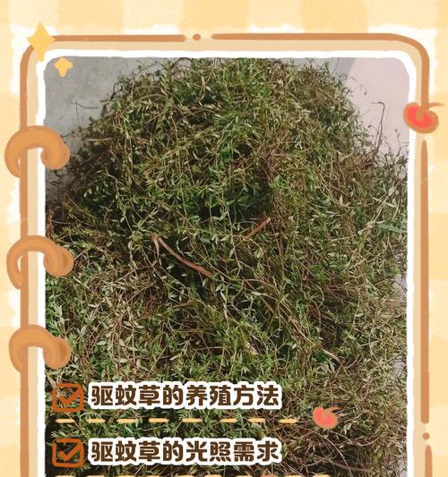 驱蚊草的养殖方法及技巧（打造室内驱蚊利器，让蚊虫远离你的家）-第2张图片-绿意生活
