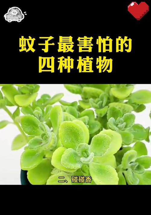 驱蚊草的养殖方法及技巧（打造室内驱蚊利器，让蚊虫远离你的家）-第3张图片-绿意生活