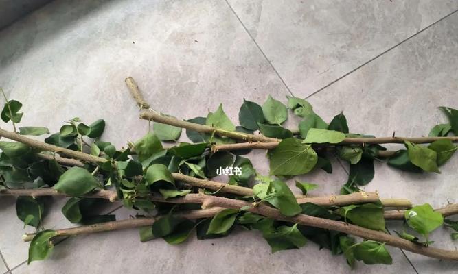 以三角梅主干怎么变粗（通过剪枝和施肥让三角梅主干更加粗壮）-第1张图片-绿意生活