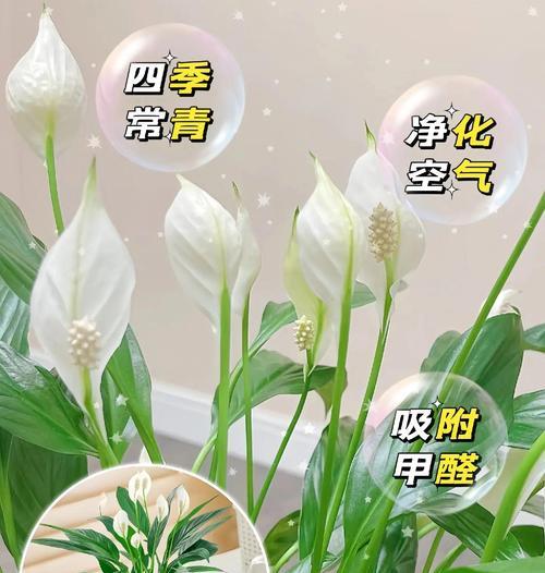 如何解决白掌花叶变绿问题（提供有效的方法，使白掌花重新焕发绿意）-第2张图片-绿意生活