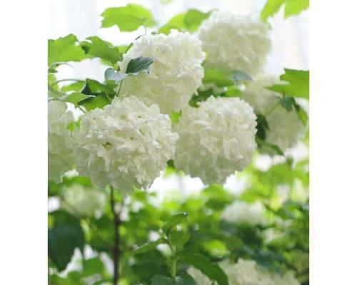 木本花卉的移栽技巧与要点（让花木焕发生机，移栽是关键！）-第2张图片-绿意生活